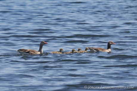 Greylag Goose Anser anser