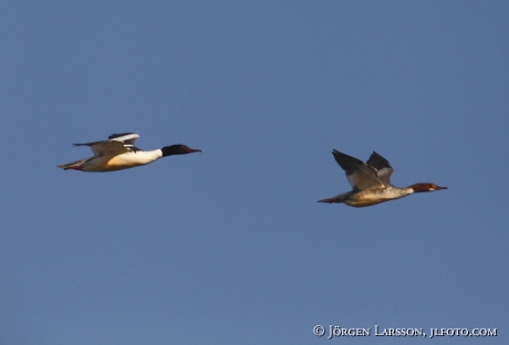 Storskrake  Mergus merganser Tjusts skärgård