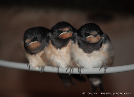 Barn Swallow  Hirundo rustica Sweden