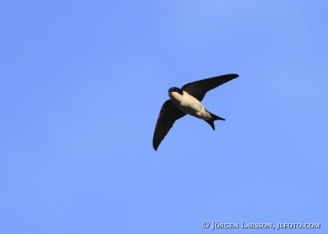 House martin Delichon urbicum  Sweden