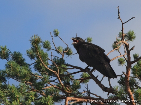 Raven Corvus corax  Finland