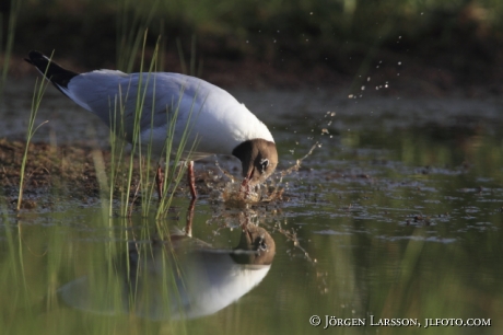   Black-Headed Gull Larus ridibundus Finland