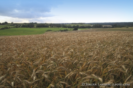 Kornfält vid Ravlunda Skåne Sverige