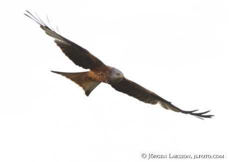 Kite Milvus milvus Skane  Sweden