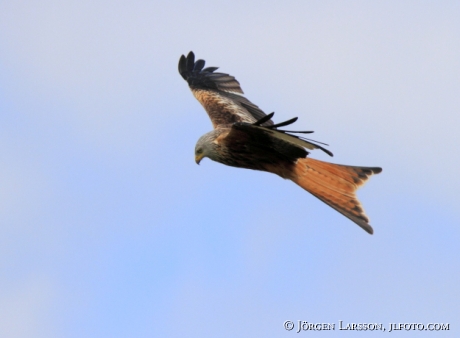 Kite Milvus milvus Skane  Sweden