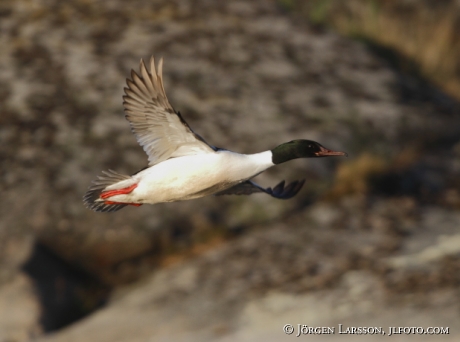 Storskrake Mergus merganser Tjusts skärgård