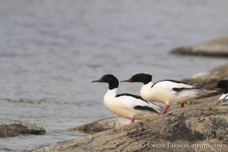 Storskrake Mergus merganser Tjusts skärgård