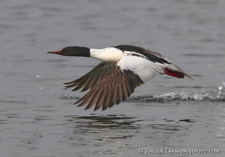 Storskrake Mergus merganser Tjusts skärgård