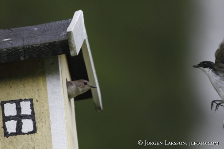 Pied Flycatcher Ficedula hypoleuca