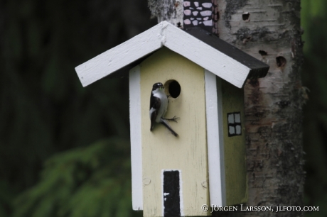 Pied Flycatcher Ficedula hypoleuca