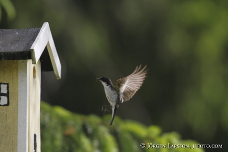 Pied Flycatcher Ficedula hypoleuca