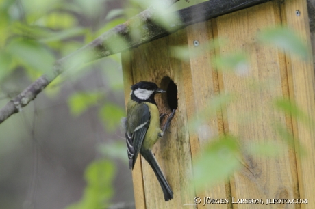 Great tit Parus major