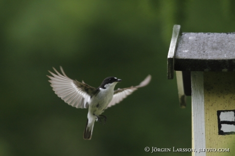 Pied Flycatcher Ficedula hypoleuca