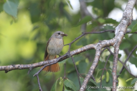 Starfinch Phoenicurus phoenicurus Sweden