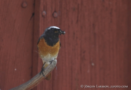 Starfinch Phoenicurus phoenicurus Sweden