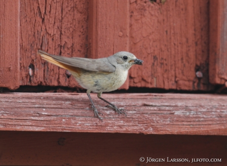 Starfinch Phoenicurus phoenicurus Sweden