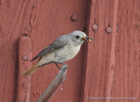 Starfinch Phoenicurus phoenicurus Sweden