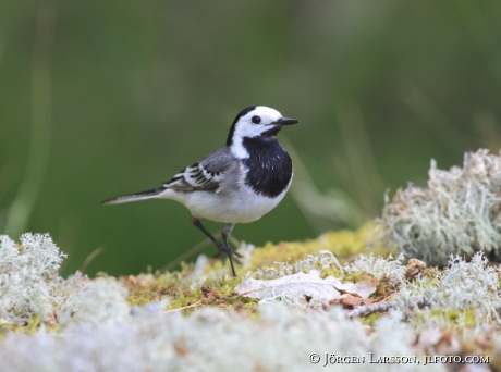 Wagtail Motacilla alba