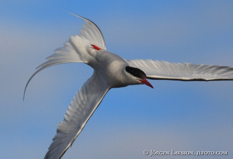 Arctic tern Sterna paradisaea