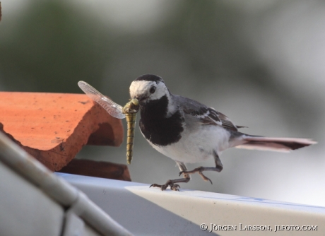 Wagtail Motacilla alba  with catch Sweden