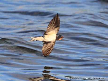 Barn Swallow  Hirundo rustica Sweden