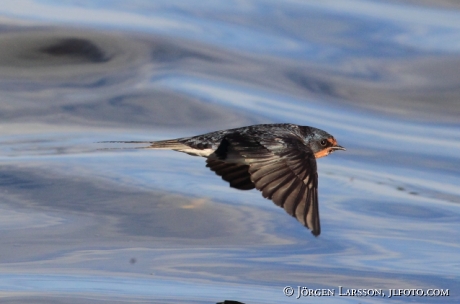 Barn Swallow  Hirundo rustica Sweden