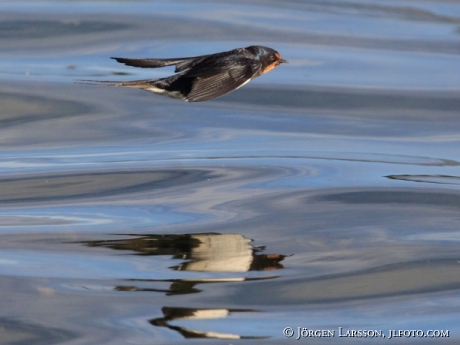 Barn Swallow  Hirundo rustica Sweden