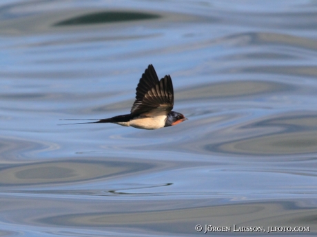 Barn Swallow  Hirundo rustica Sweden