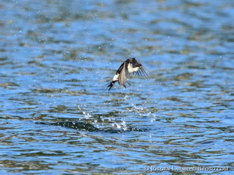 House martin Delichon urbicum  Sweden