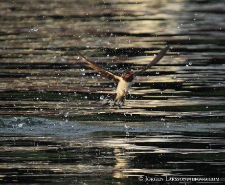 Barn Swallow  Hirundo rustica Sweden