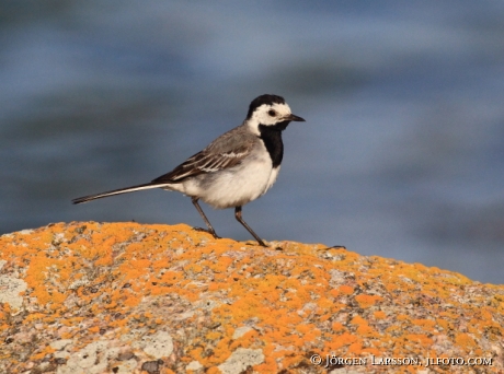 Wagtail Motacilla alba  Sweden