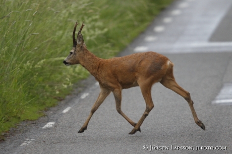 Råbock Bornsjön Södermanland Sverige