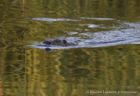 Bäver Castoridae   Gnesta