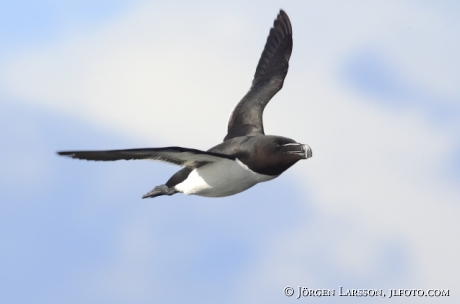 Razorbill Alca torda Smaland Sweden