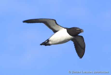 Razorbill Alca torda Smaland Sweden