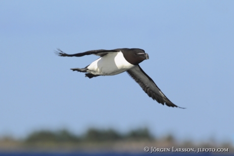 Razorbill Alca torda Smaland Sweden