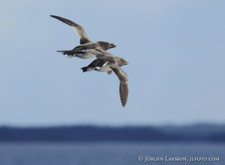 Razorbill Alca torda Smaland Sweden