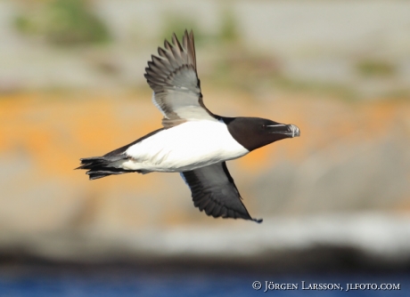 Razorbill Alca torda Smaland Sweden