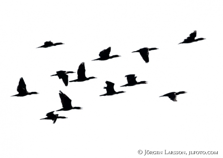 Cormorant Phalacrocoracidae  Smaland Sweden