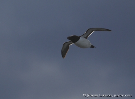 Razorbill Alca torda Smaland Sweden