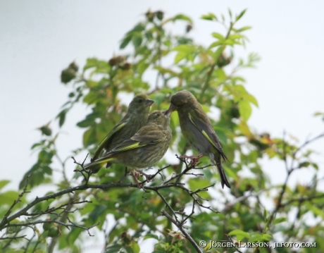 European Greenfinch Chloris chloris  Sweden