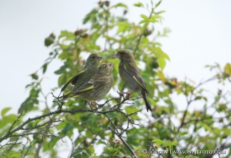 European Greenfinch Chloris chloris  Sweden