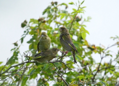 European Greenfinch Chloris chloris  Sweden