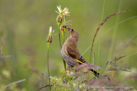 European Greenfinch Chloris chloris  Sweden