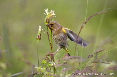 European Greenfinch Chloris chloris  Sweden