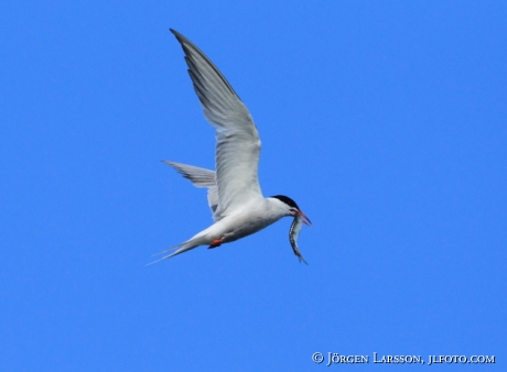 Common tern Sterna hirundo  with fish Sweden