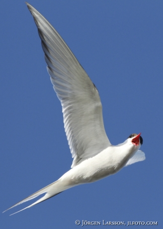 Arctic tern   Sterna paradisaea Sweden