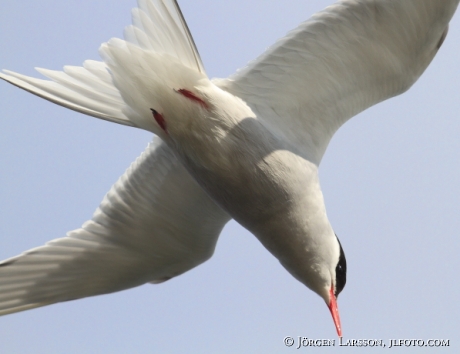 Arctic tern   Sterna paradisaea Sweden