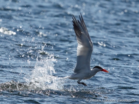 Caspian tern Hydroprogne caspia  fishing Sweden