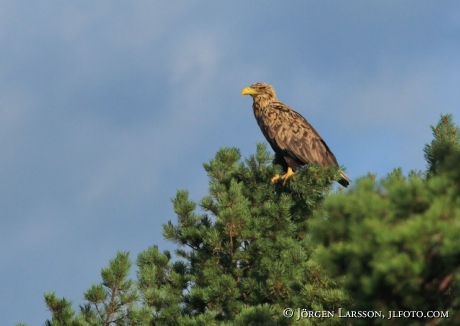 White tailed Eagle Haliaeetus albicilla Smaland Sweden